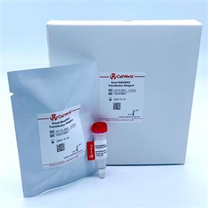 CellWorld   Good RNAiMAX  C0170-ZX01